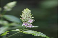 Justicia betonica var. betonica